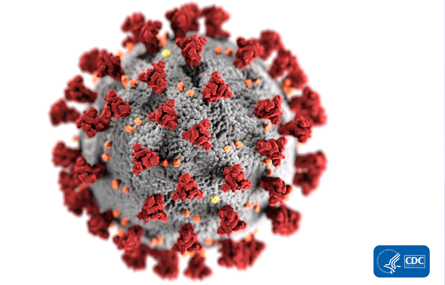 Bild på ett coronavirus i mikroskop. Foto: cdc