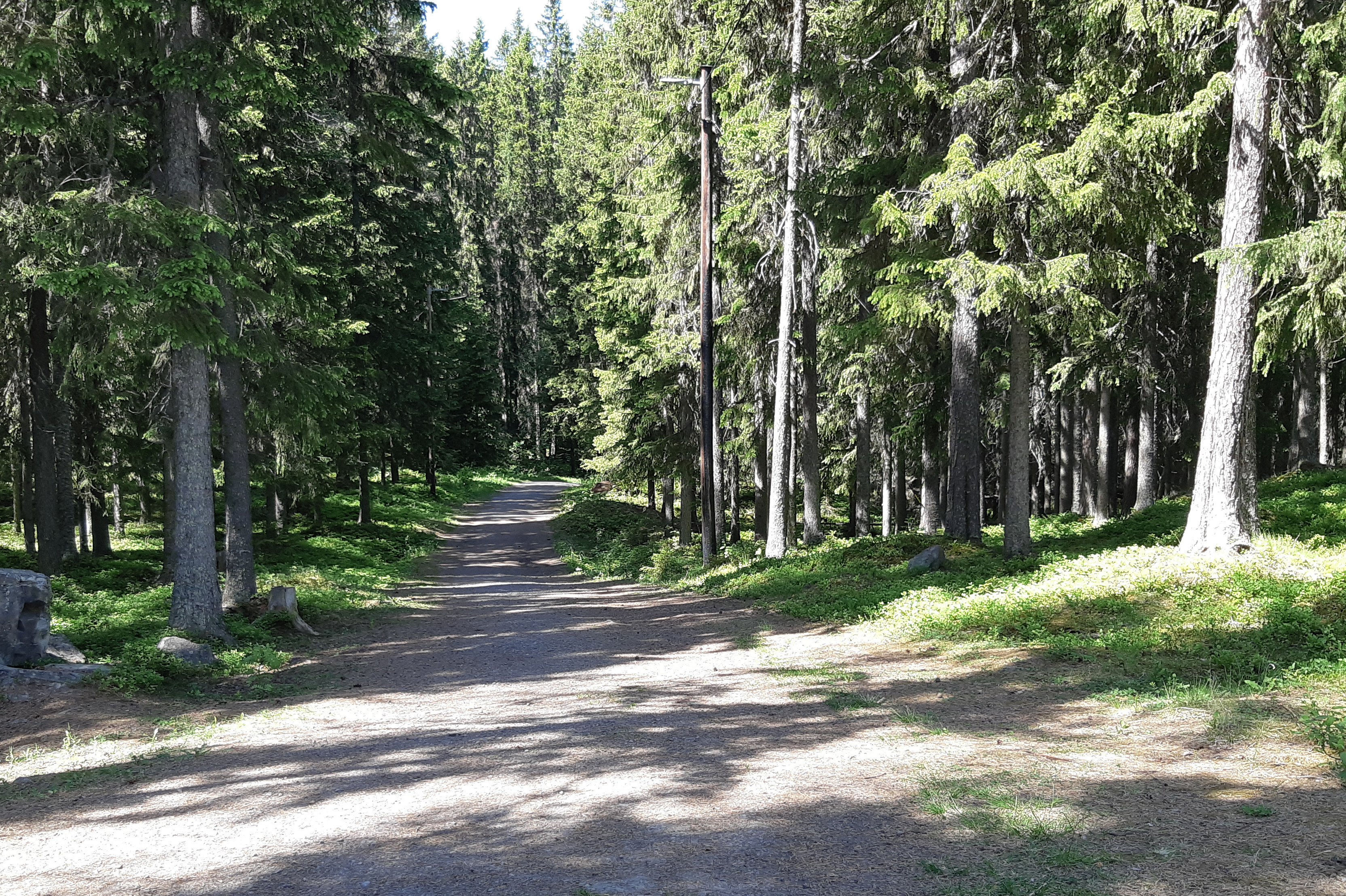 Bild på en grusväg i skogen.