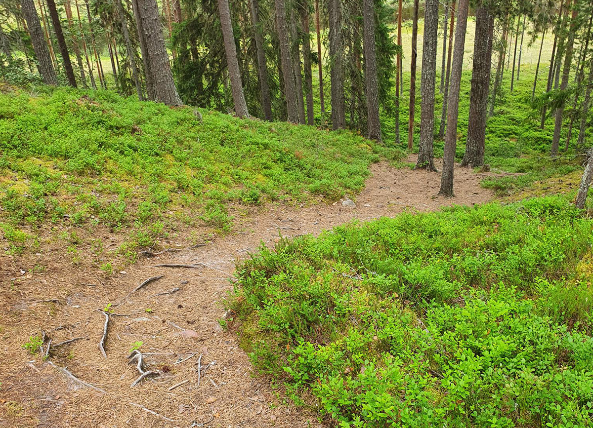 Bild på en skogsstig i en brant.