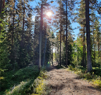 En person som går på en stig med härlig grönska runtom.