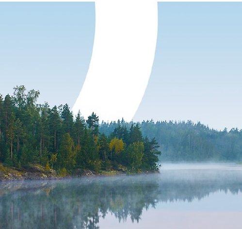 Naturbild på skog vid en sjö