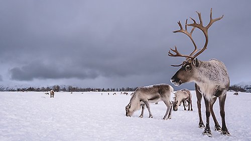 Renar på ett vintrigt fält