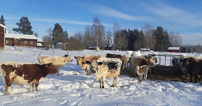 Fjällnära kossor på utebete